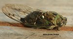 IMG_2716 Cicada.jpg