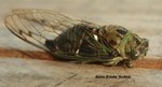 IMG_2716 Cicada.jpg