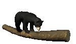 black_bear_bouncing_log_lg_clr_565.gif