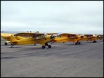 cub_flying1_152.jpg