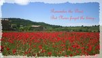 poppy_20field_134.jpg