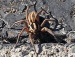100_0123[720x540].jpg