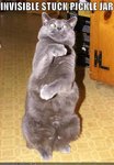 funny_pictures_c.jpg