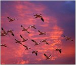 animals_09.jpg