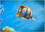 animals_44.jpg
