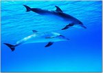 animals_50.jpg