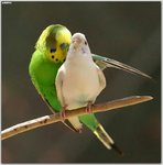 cutepictures3.jpg