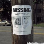 missing-lucky-the-cat.jpg