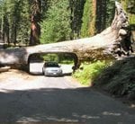 tree_drive_through_111.jpg