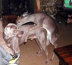 worsthuntingdog_404.jpg