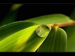 nature_132.jpg