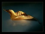 nature2_741.jpg