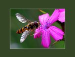 flower_813.jpg