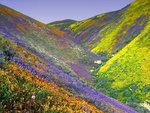 amazingwildflowersb_110.jpg