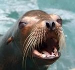 seal_578.jpg