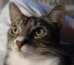 lechat_206.jpg