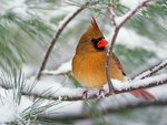 female_northern_cardinal_on_a_snowy_pine_100.jpg