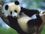 bgiant_panda_cub__sichuan__china_937.jpg