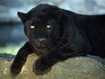 bblack_leopard_140.jpg