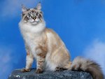 classic_lynx_point_209.jpg