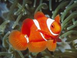 bspine-cheek_anemonefish__papua_new_guinea_150.jpg