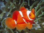 bspine-cheek_anemonefish__papua_new_guinea_150.jpg
