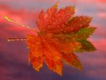bautumn_sunrise__vine_maple_leaf_337.jpg