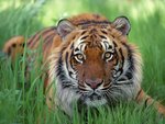 bwatchful_eyes__bengal_tiger_181.jpg