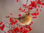 bfemale_northern_cardinal_among_hawthorn_berries_857.jpg