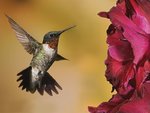 bmale_ruby-throated_hummingbird_151.jpg