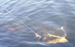 food_chain_101_163.jpg