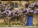 bwisteria-covered_cottage__the_cotswolds__england_667.jpg