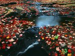 leaf-covbered_stream__south_cumberland_state_park__tennessee_151.jpg