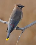 cedar-waxwing_125.jpg