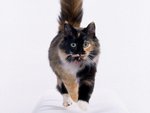 longhair_calico2_685.jpg