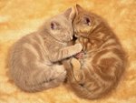 snuggle_2time_433.jpg