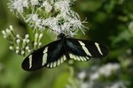 butterfly_3_484.jpg