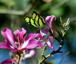 butterfly_714.jpg