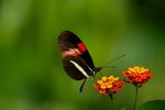 butterfly_2_329.jpg