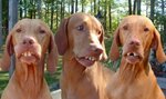 thrdogs_975.jpg