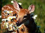 petal_pusher__white-tailed_deer_106.jpg