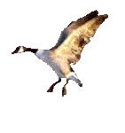 animegoose_135.gif