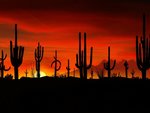 saguaros__sonoran_desert__arizona_651.jpg