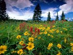 rabbit_ears_pass__rocky_mountains__colorado_222.jpg