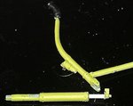 NASLVK 18b stick.jpg