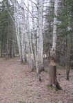 IMG_0864.jpg