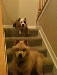 Dogs August 2011.JPG