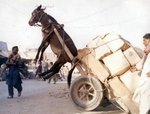 donkeycart.jpg