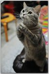 I-am-begging-for-some-tuna-l.jpg