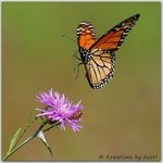 Monarch Landing 09-14-09 Heritage Trail, Butterfly 023 with watermark low res.jpg